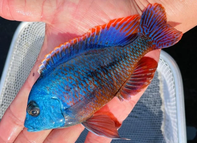 1 Live Red Empress African Cichlid Premium Freshwater Tropical Fish High Quality