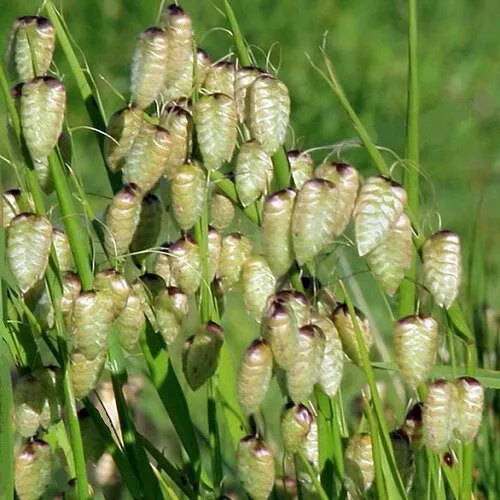 Greater Quaking Grass /Briza maxima /Decorative Grass /Hardy Annual /300 seeds