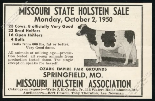 1950 Holstein cow photo Missouri Holstein State sale unusual vintage print ad