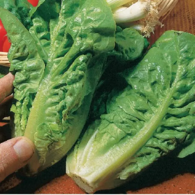 Lettuce Cos Little Gem seeds - vegetable garden allotment seeds