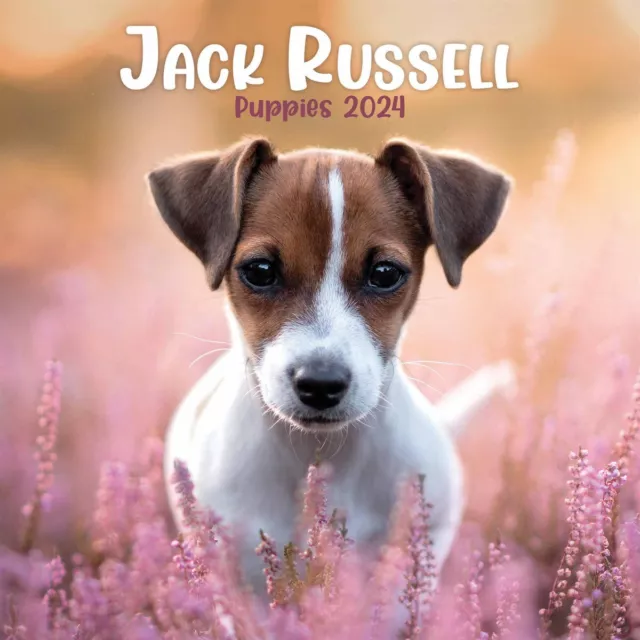 JACK RUSSELL PUPPIES Mini Calendar 2024 Dogs Month To View £6.58