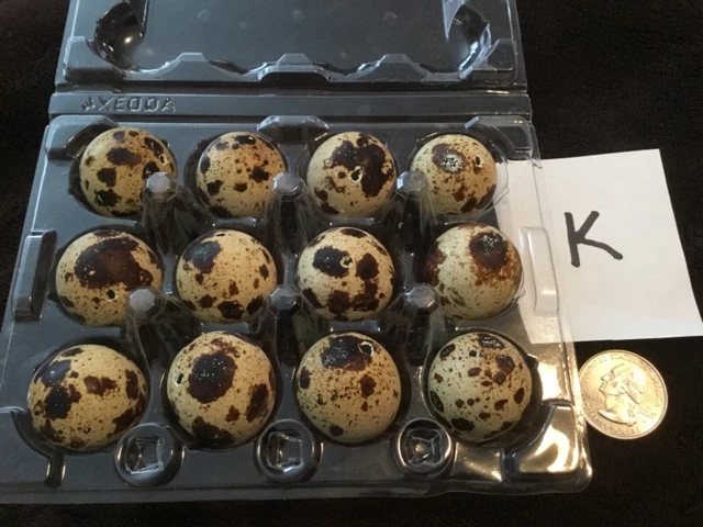 Lote de 12 huevos de codorniz codornix color natural real soplados un agujero artesanías de Pascua K
