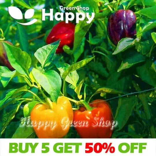 VEGETABLE SWEET BELL PEPPER MIX - 70 seeds - Purple Orange Red Yellow Green