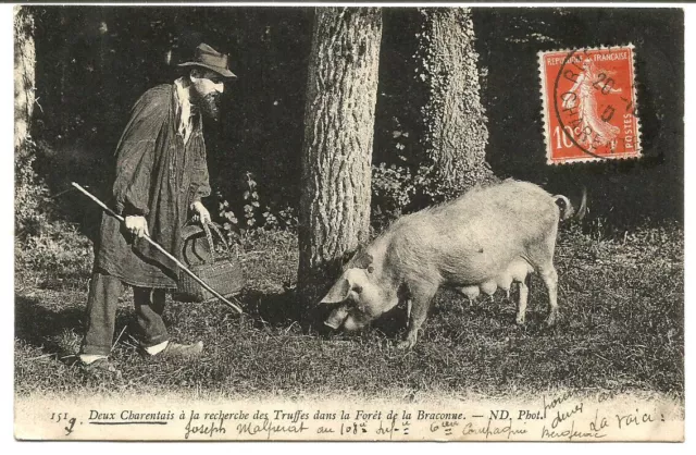 Charente (16) Forêt de la Braconne. Recherche des truffes.Postée en 1910.