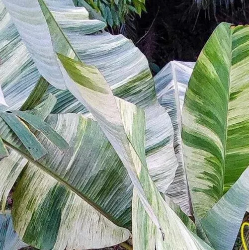 Musa Variegata 10 semi più 1 RIZOMA Alocasia Macrorrhizos Variegata