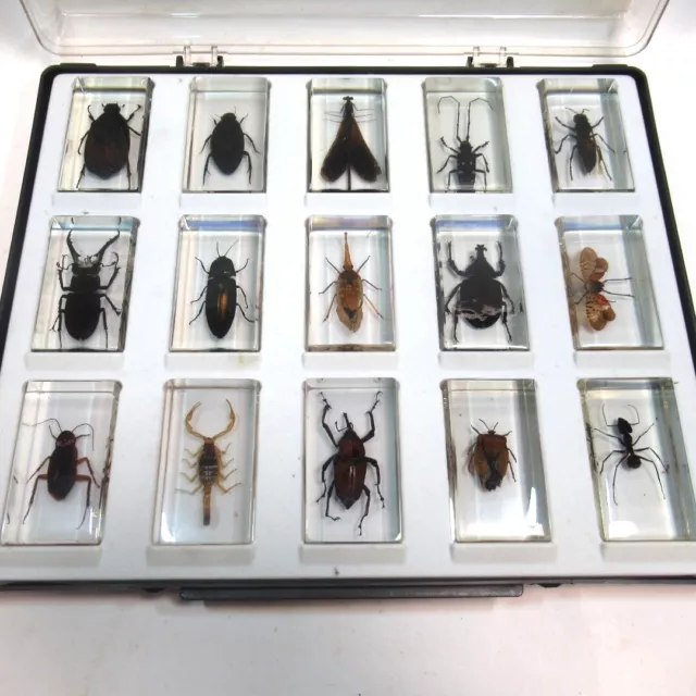 15x National Geographic Real Life Bugs and Insects Resin Collection Display Case