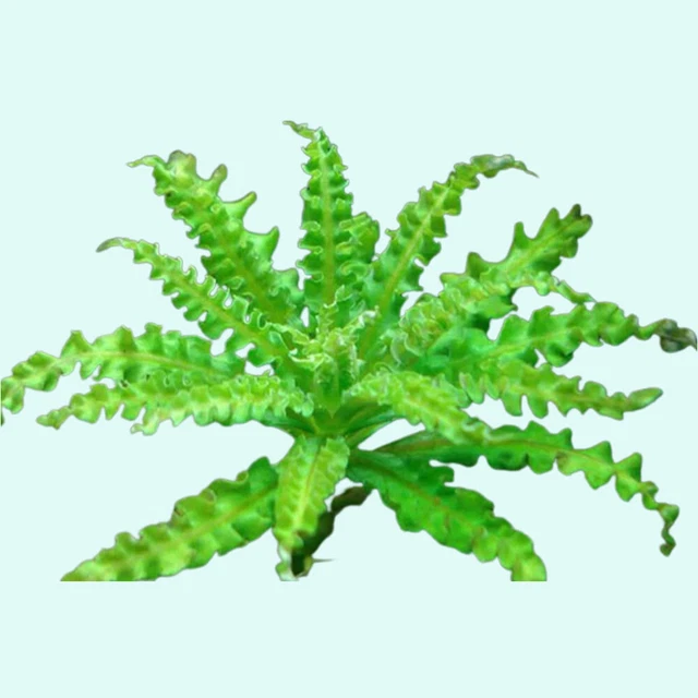 BUY 2 GET 1 FREE Pogostemon Helferi Bunch Live Aquarium Plants