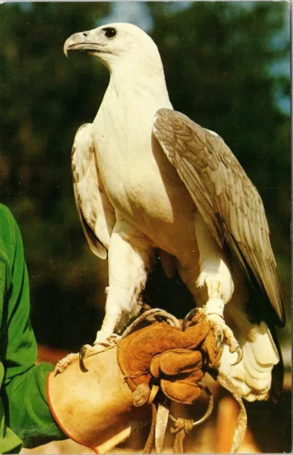 SOLO White Breasted Sea Eagle Hamlet's Birds OF Prey Ocala FL Postcard A528