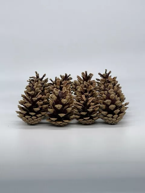 Tannenzapfen Kiefernzapfen ca. 6-8 cm Deko Natur Basteln Weihnachten 50 Stück