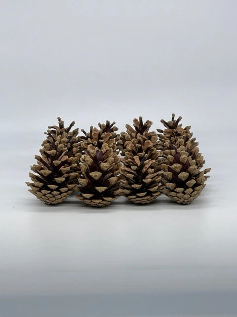 Tannenzapfen Kiefernzapfen ca. 6-8 cm Deko Natur Basteln Weihnachten 50 Stück