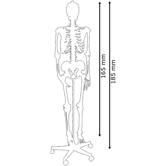 Menschliches Skelett Lebensgroß Knochen Anatomie inkl. Ständer 180cm 80cm MedMod 2