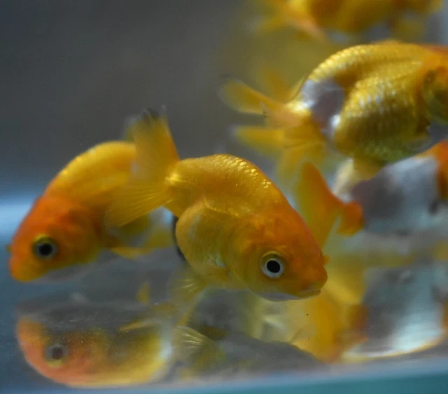 Live Ranchu Fancy Goldfish (2" Freshwater Aquarium Fish)  *PLS READ DESCR* 6