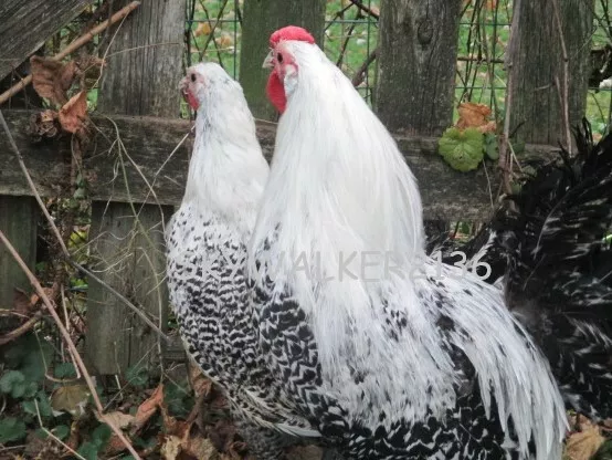 10+ SUPER RARE Silver Deathlayer Chicken fertile hatching eggs