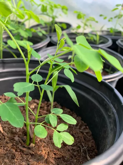 Moringa oleifera plant,  live tree 6'' plant Moringa Starter Tree