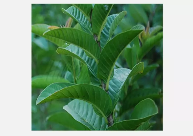 Organic Guava leaves fresh dried Hojas de Guayaba Guayabo Psidium Guajava 100Pcs