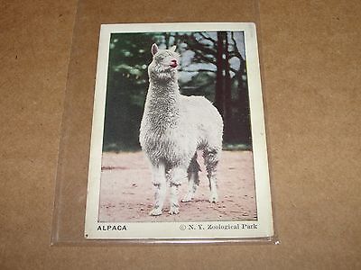 1933 Frostick F55 Animal Cards ALPACA #40 / South American Camelid Vicugna pacos