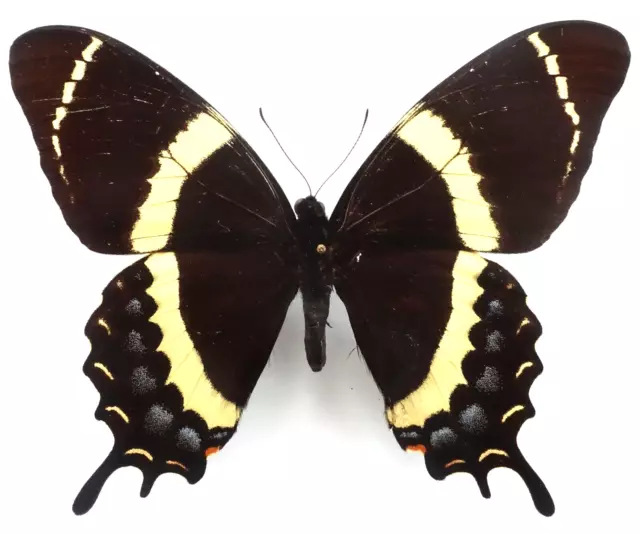 Papilio Garamas Garamas Male From Tepotzlan, Mexico