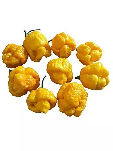 Trinidad Scorpion Moruga Gelb 10 Samen Chili XXL Hot Chilisamen Weltrekord Chili