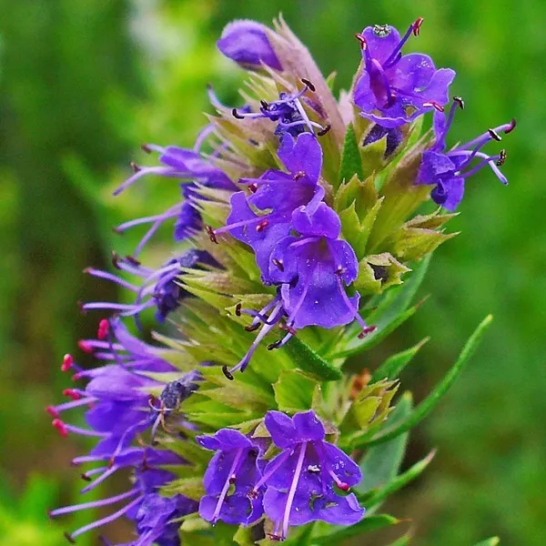 Huile essentielle HYSOPE COUCHEE - hyssopus officinalis var.decumbens