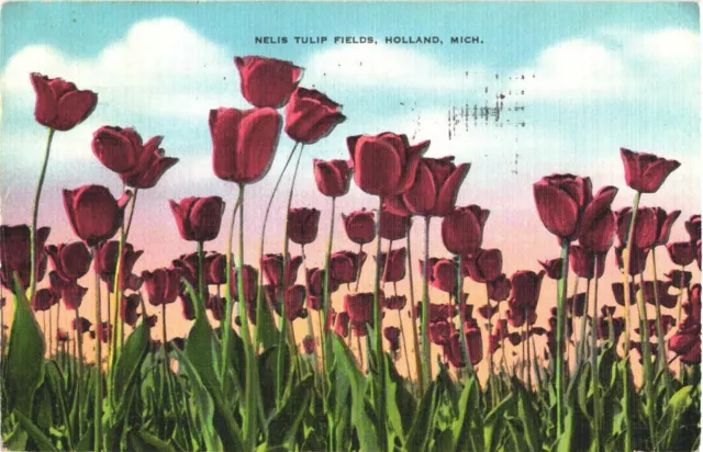 Beautiful Red Tulips, Nelis Tulip Fields, Holland, Michigan Postcard