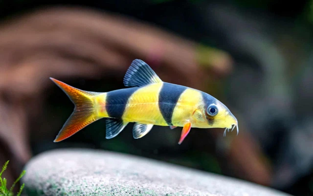 Group of 3 Live Clown Loaches Size Small (1.5"-2") Premium Freshwater Fish A+++