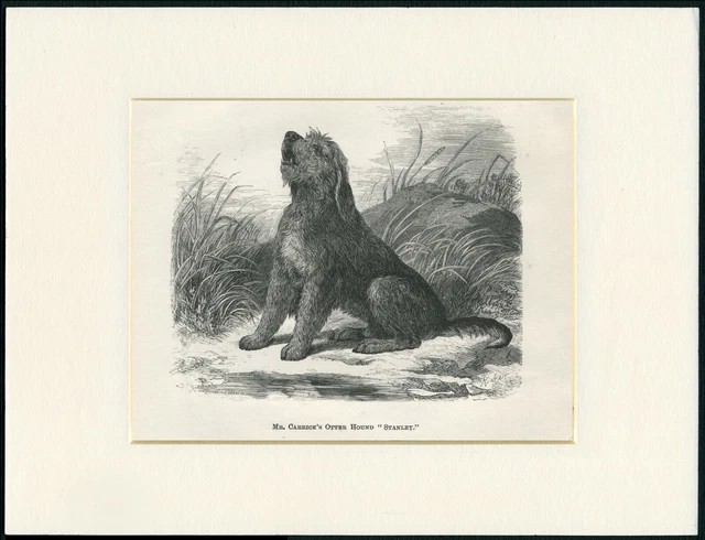 Otterhound Old Antique 1878 Named Dog Print Engraving Ready Mounted