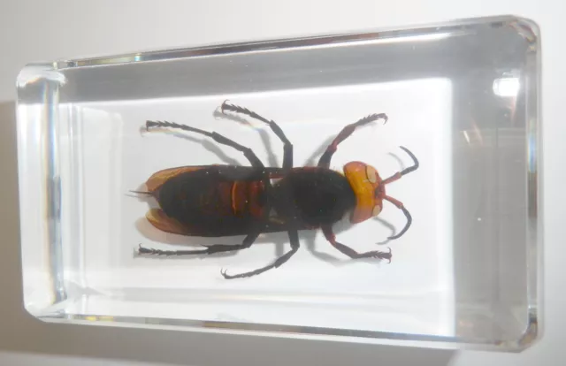 Asian Giant Tiger Hornet Vespa Mandarinia Clear Education Real Insect Specimen 2