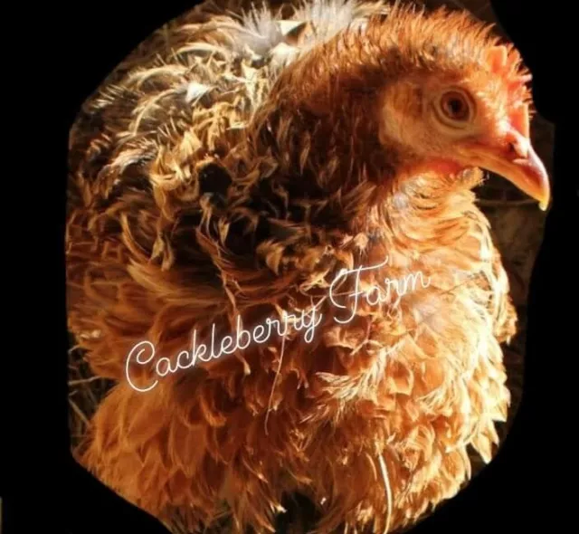 12 Quality Frizzle Bantam Cochin Hatching Eggs 3