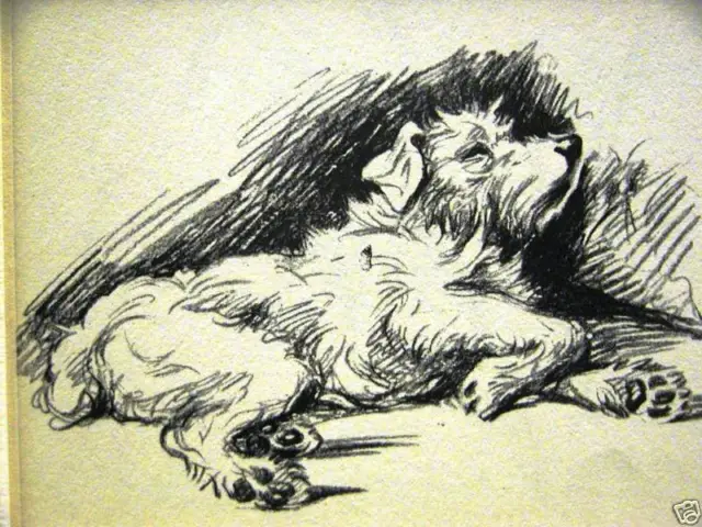 Lucy Dawson 1937 SLEEPING SEALYHAM Dog Art Print Matted