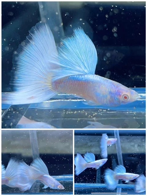 1 Trio Live Guppy Fish -  Platinum - High Quality