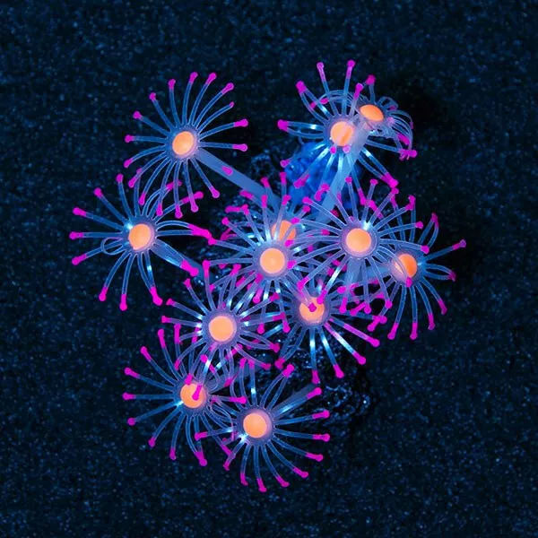 Aqua Culture Star Polyp Glows Under Blue Light