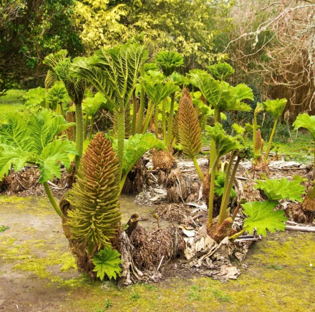 Gunnera manicata 10-15cm -  -