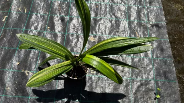 Orange variegated Clivia