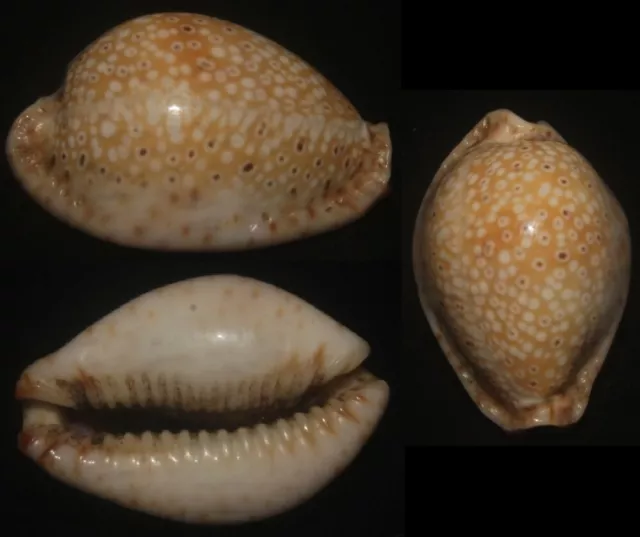 Tonyshells Seashells Cypraea lamarckii f. redimita CALLOUS LAMARCK'S COWRIE 24mm