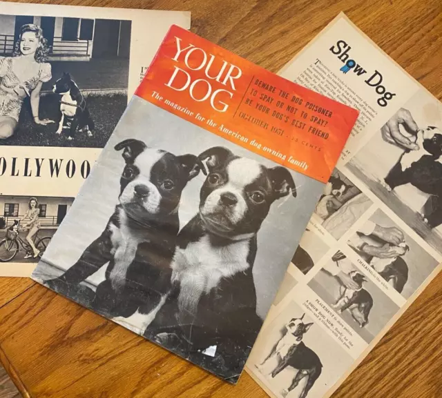 Vintage Boston Terrier Magazine Cover +