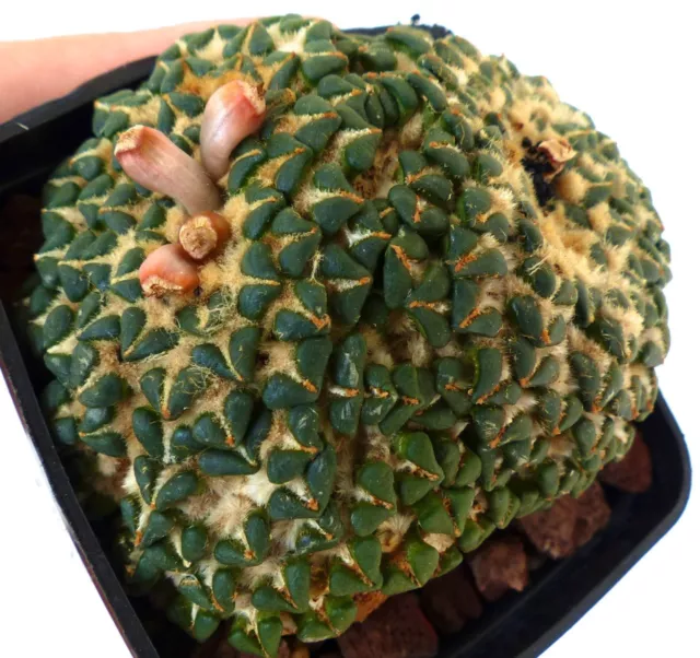 10 Ariocarpus kotschoubeyanus var. albiflorus MULTIHEADS semi seeds korn samen