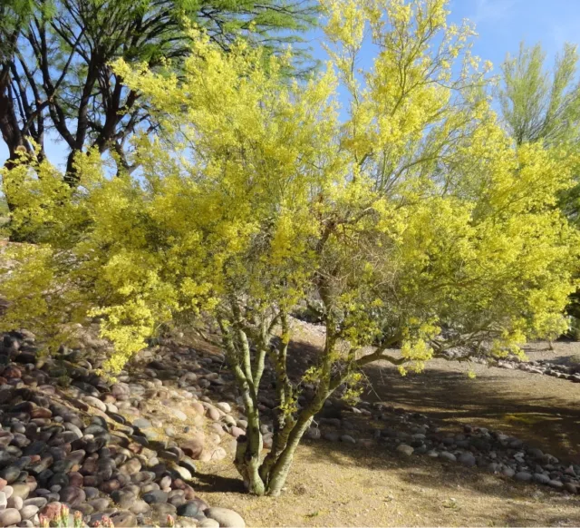 Blue Palo Verde Tree- Parkinsonia Floridum 50 Seeds Best Buy