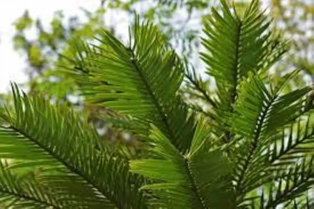 Wollemi Pine seeds x 10  Fresh, Wollemia nobilis