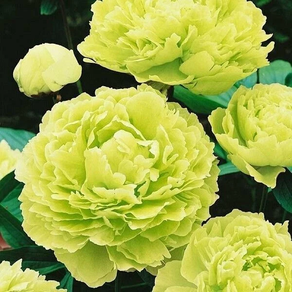 Graines De Pivoines Vivaces Mélangées - 100 Graines Doubles Pétales - Rustiques Et Résistantes Au Froid - Pour Jardin Fleuri