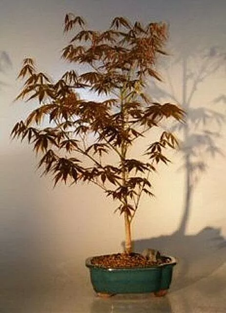 Japanese Red Maple Bonsai Tree 10 years old Outdoor Red leaves