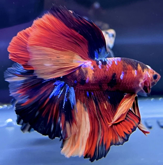 COOL Live Male Fancy Dark Multicolor Nemo Halfmoon Betta Fish (READ DESCRIPTION)