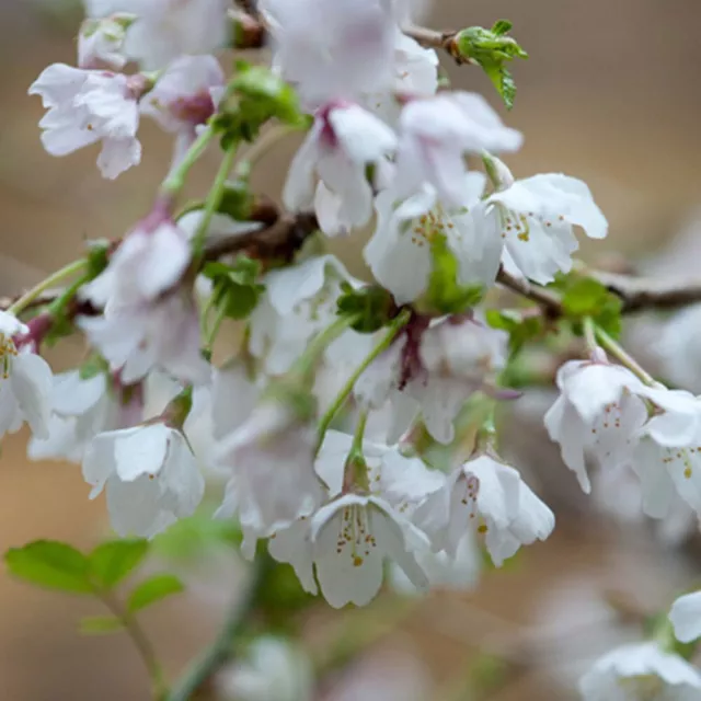 Prunus incisa Kojo-no-mai - Fuji Cherry - Plant in 2 L Pot 3