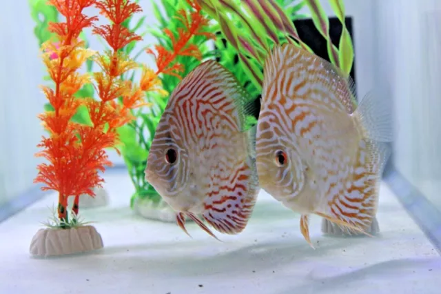 Blue Turquoise LIVE Discus Fish 3+ 4+" Aquarium Fish Live Guarantee!