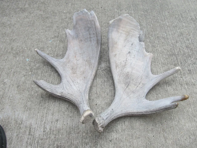 Vintage Matching Pair Of Moose Antlers 21 By 12 L@@K