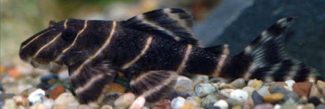 1 Live L-204 Pinstripe Panaque Pleco Freshwater Tropical Fish High Quality A+