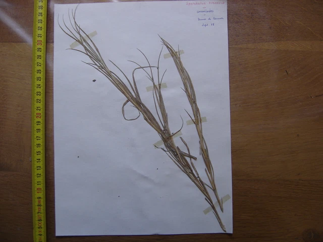 ANNEES 50 PLANCHE d'HERBIER du Gard Herbarium Planche Naturelle 36 EUR