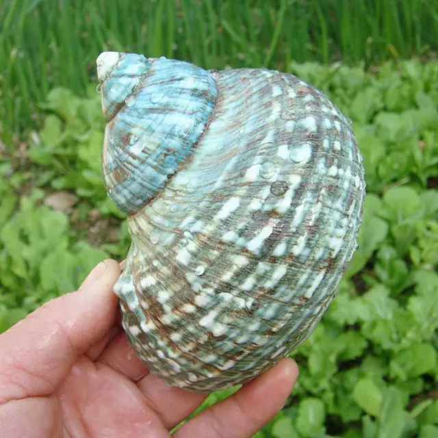 Green Turbo Natural Rare Real Sea Shell Conch Aquarium Home Decor Sale6 3