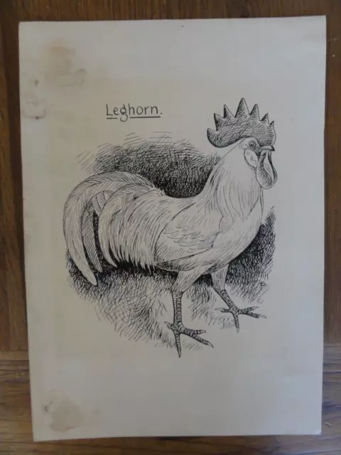 Original Pen And Ink Drawing Edwin W Slater " Leghorn " 1940 Signed