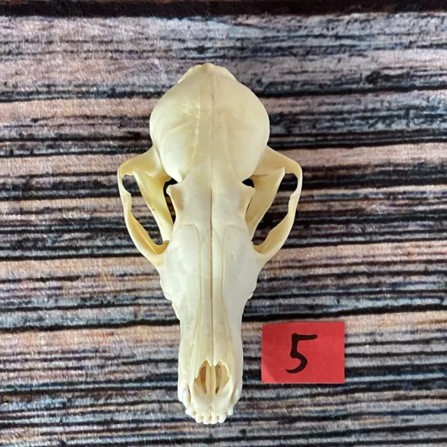 Real Red Fox Unique Animal Mount Halloween Skull Art Craft Mountain Man Canine