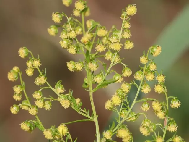 Sweet Annie Seeds - Artemisia annua - Sagewort - Wormwood - 1000 or 5000 Seeds